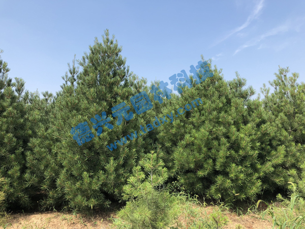 �c���鿴Ԕ����Ϣ���}����Ƥ�� ��x�Δ���2385
