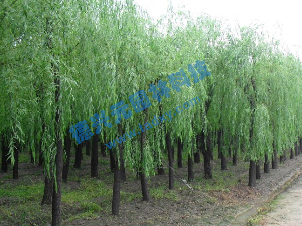 �c���鿴Ԕ����Ϣ���}������ ��x�Δ���2510