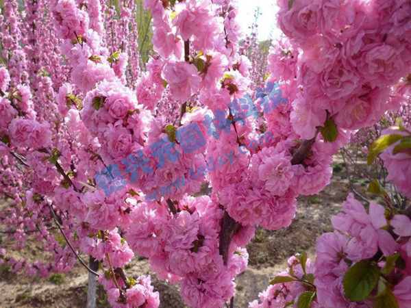 �c���鿴Ԕ��(x��)��Ϣ��(bi��o)�}���ѻ� ��x�Δ�(sh��)��2095